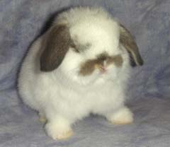 Young broken opal holland lop.