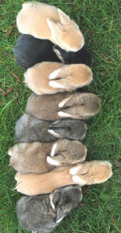 Four color litter of holland lops.