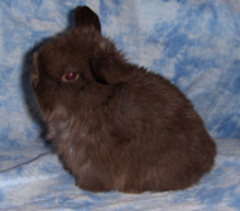 Young chocolate holland lop.