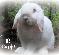 Blue eyed white Holland Lop.