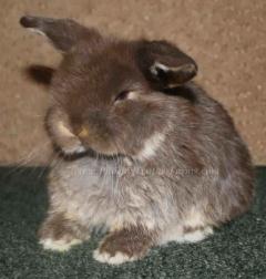 Chocolate otter holland lop.