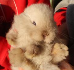 Chocolate Point holland lop.