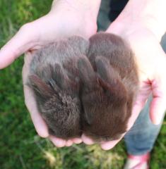 Chocolate Sable Holland Lop kit.