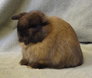 Solid tort holland lop buck.