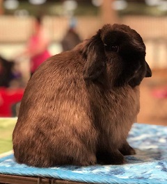 Siamese Sable Holland Lop at Green Barn Farm, South Bend, Indiana.
