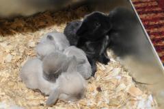 Seal, two sable points and a smoke pearl holland lop.