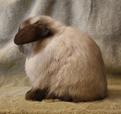 Sable Point junior holland lop buck.